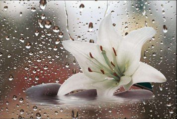 Glossy Series 9 31753-HL-1-P