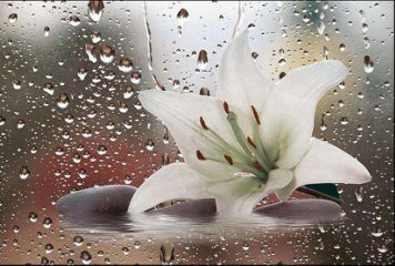 Glossy Series 9 31753-HL-1-P