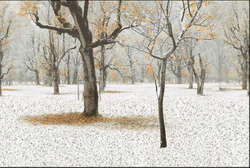 Glossy Series 9 32511-HL-2-P